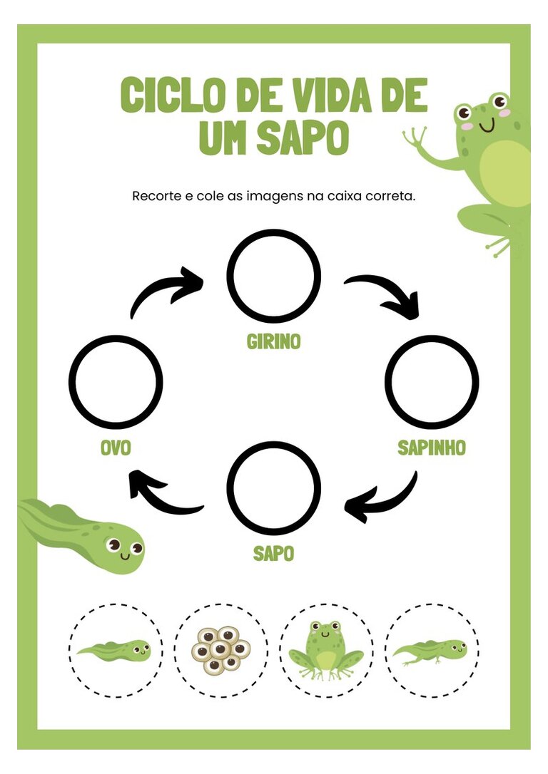 Ciclo de vida do sapo