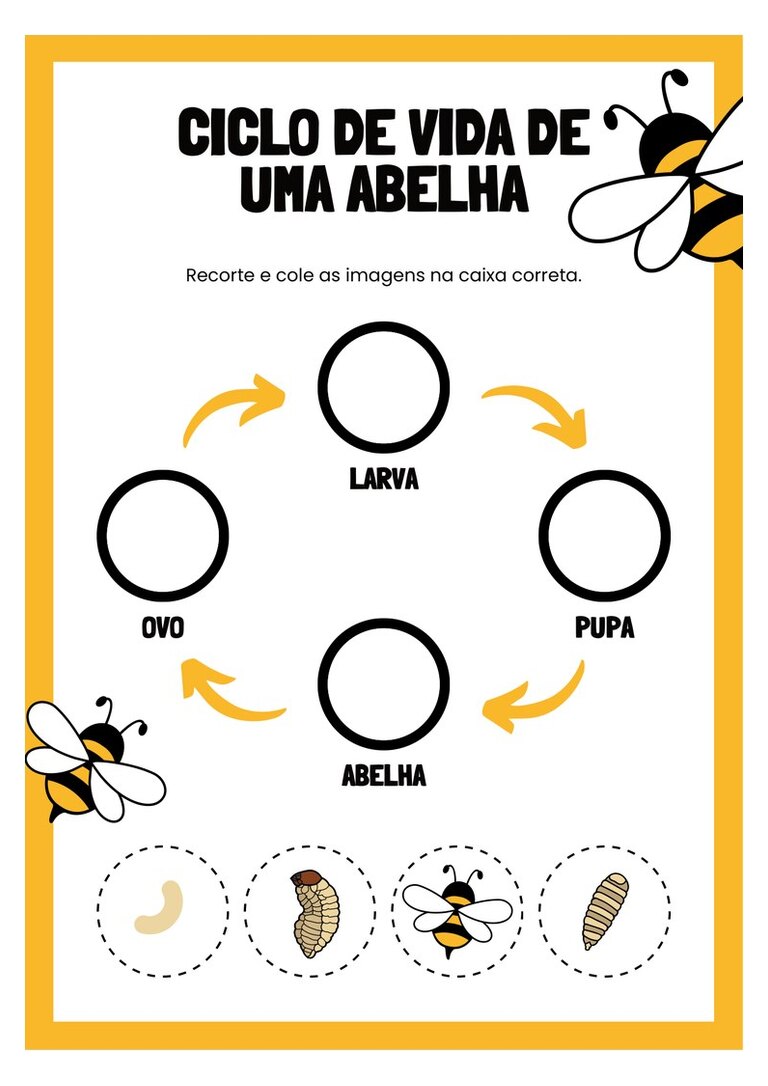 Ciclo de vida da abelha