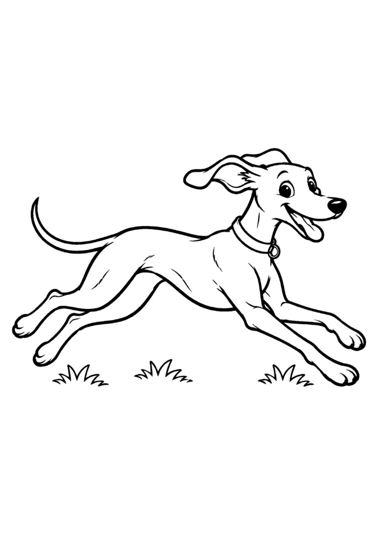 Galgo correndo na grama