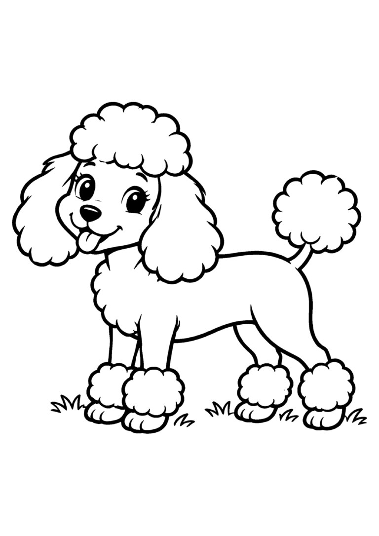 Poodle com pompons de pelo nas patas e no rabo